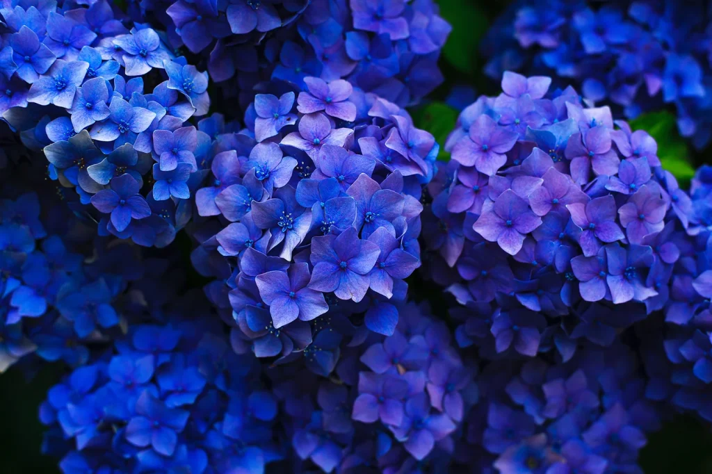 purple funeral flowers