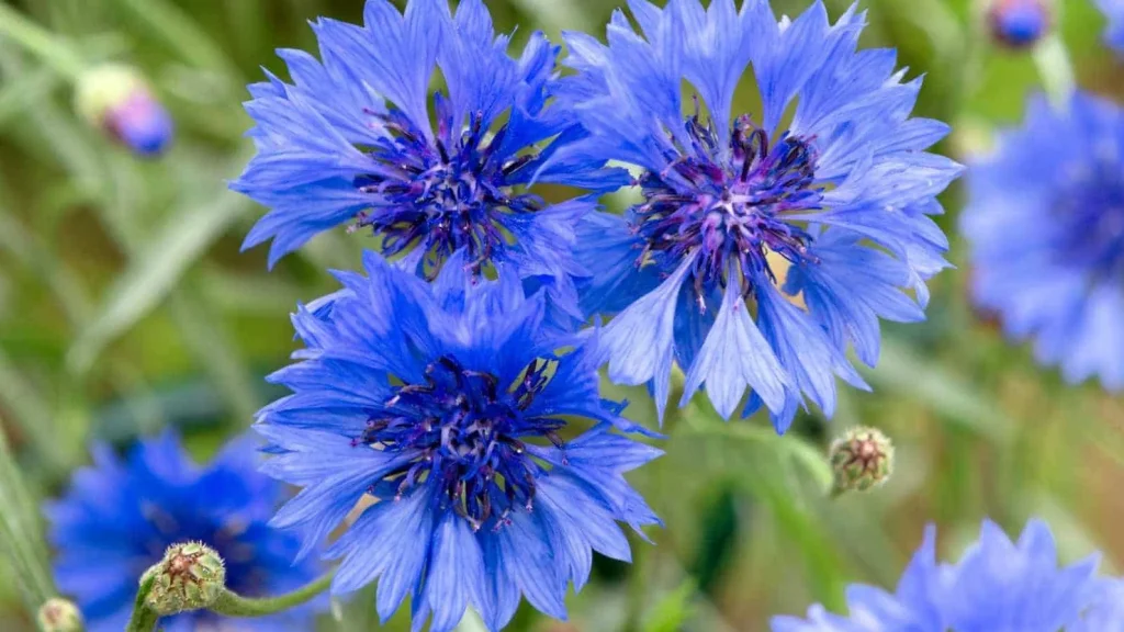 cornflower