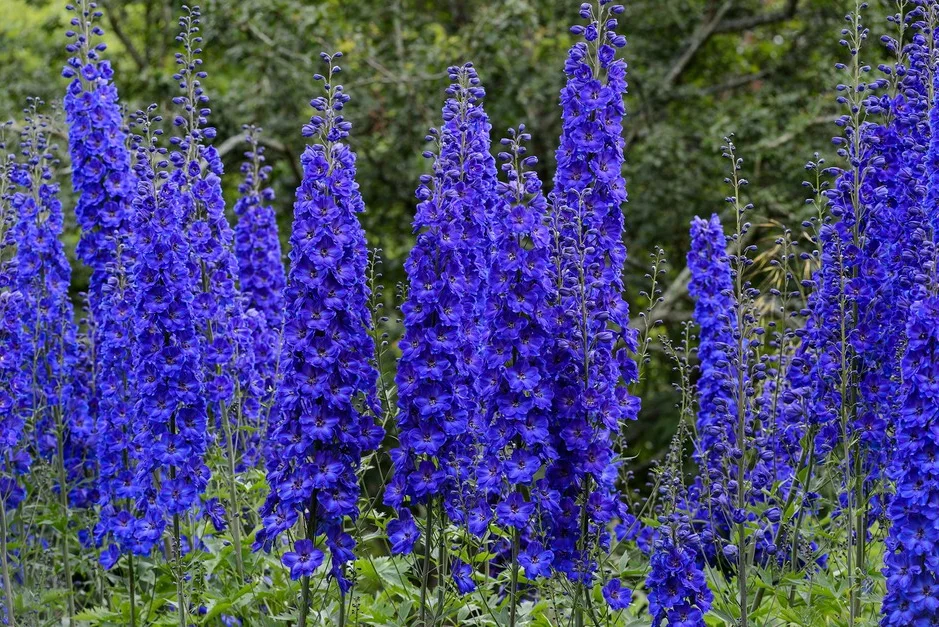 tall blue flowers