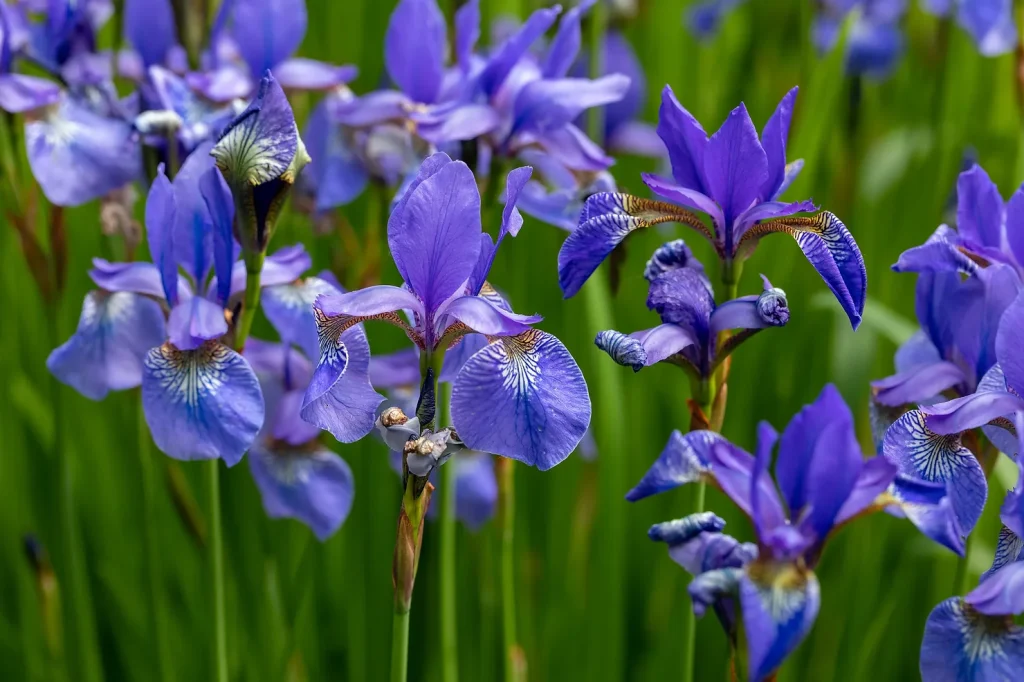 blue iris