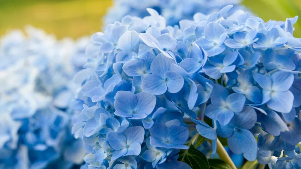 blue funeral flowers