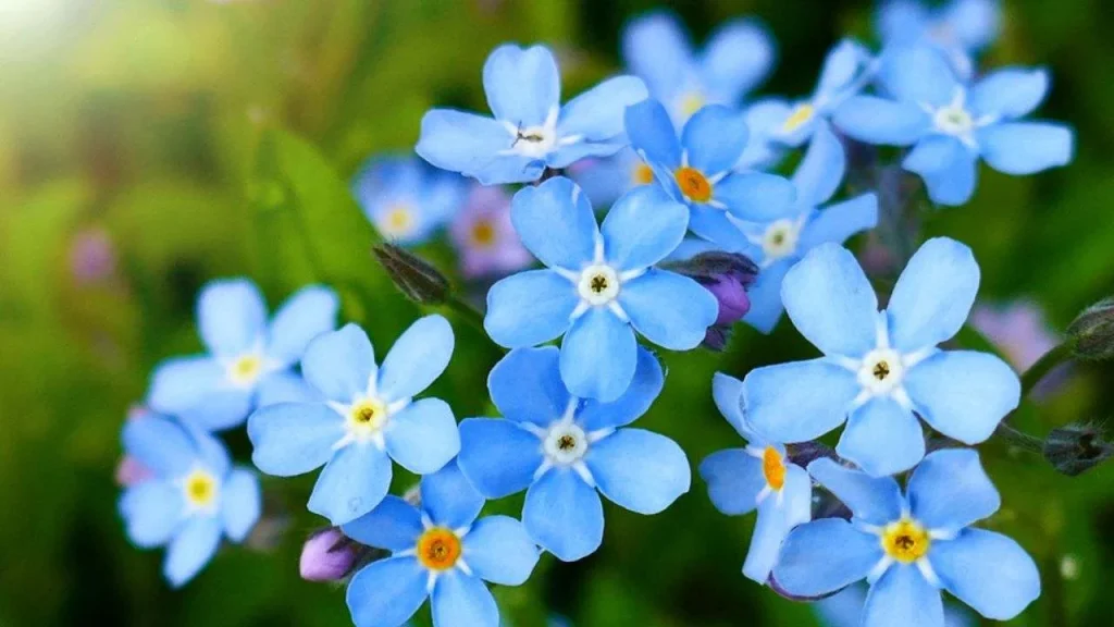 blue flowers