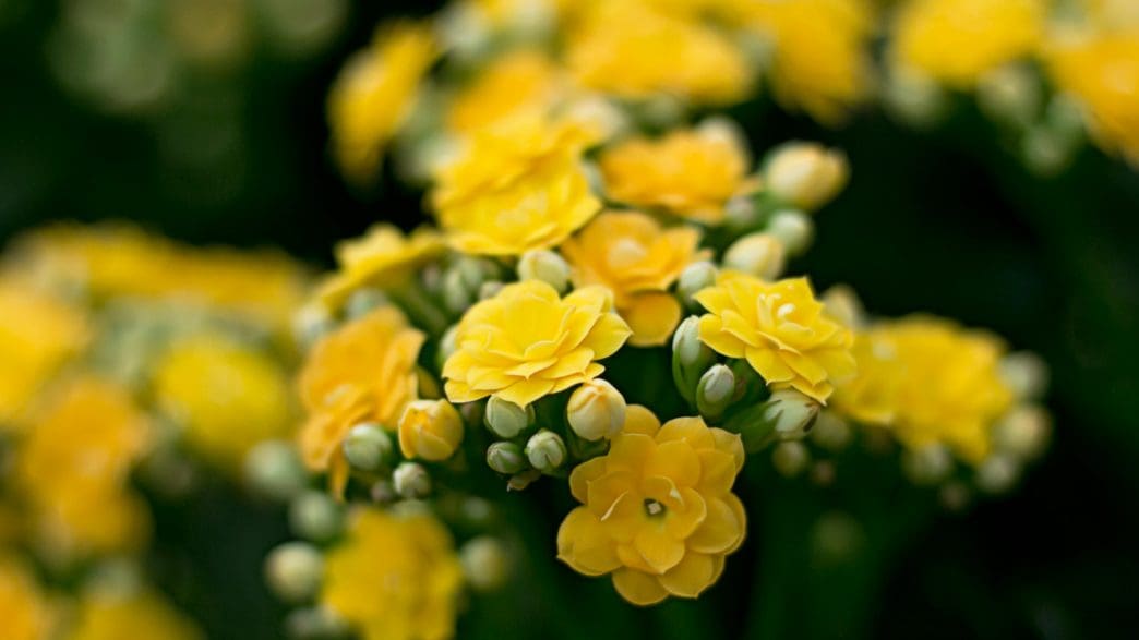 yellow funeral flowers