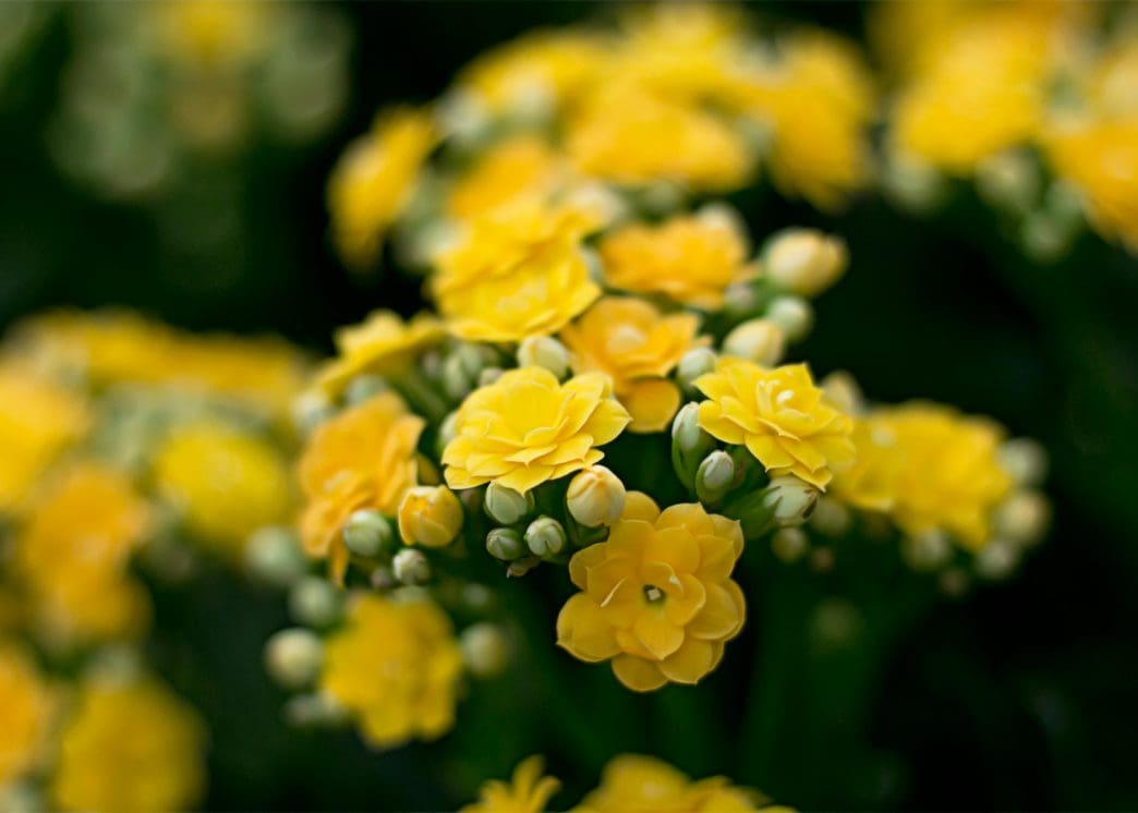 yellow funeral flowers