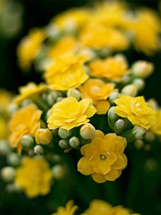 yellow funeral flowers