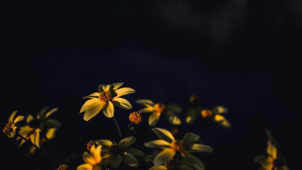 flowers for a mans funeral