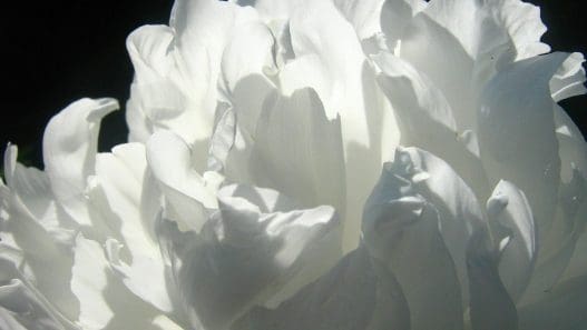 white flowers for funeral