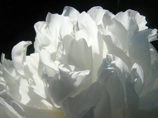 white flowers for funeral