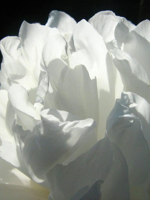 white flowers for funeral