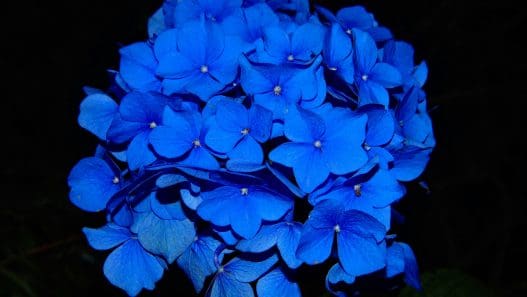 blue funeral flowers