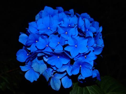 blue funeral flowers