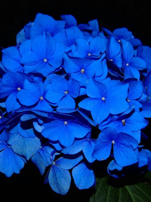 blue funeral flowers