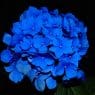 blue funeral flowers