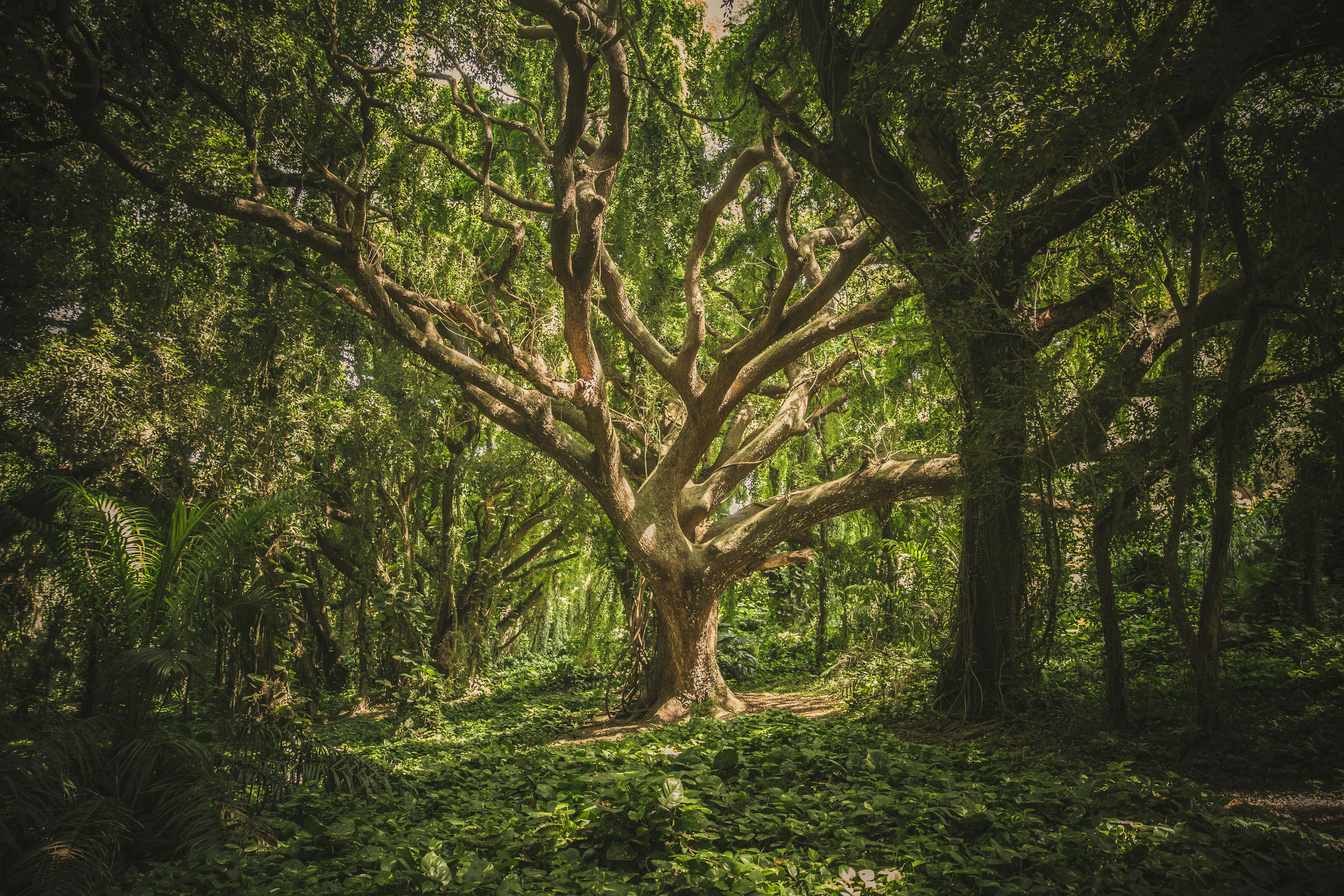 memorial tree