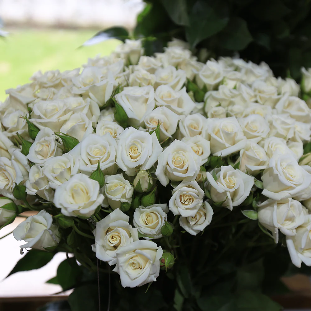 white Rose Colors For A Funeral
