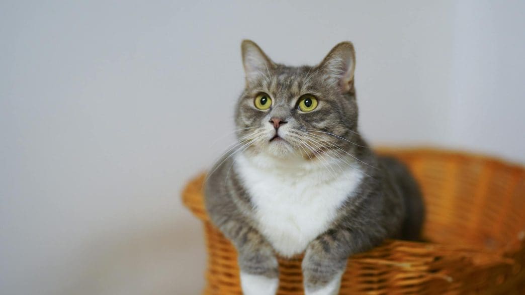 european shorthair cat on a woven basket