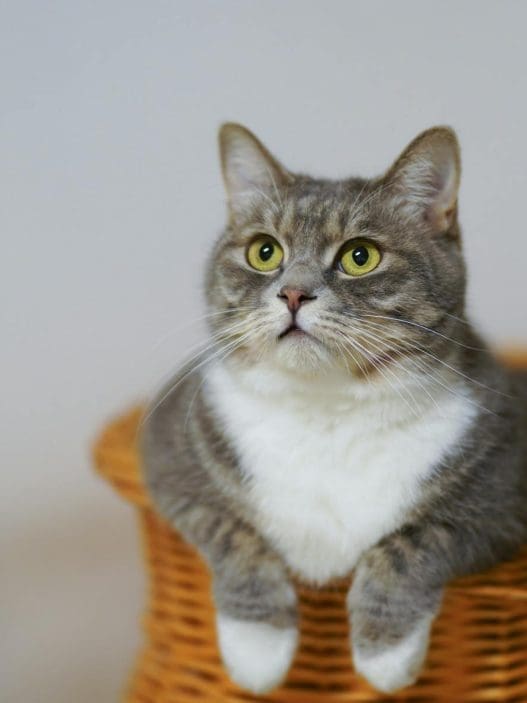european shorthair cat on a woven basket