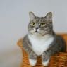 european shorthair cat on a woven basket