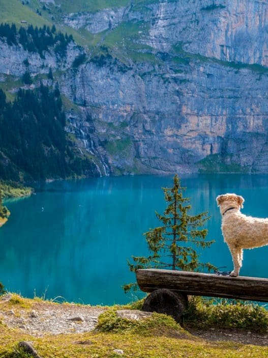 swan on lake against mountain