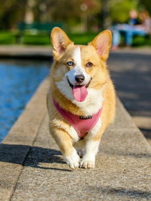 adult brown and white pembroke welsh corgi near the body of water