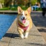 adult brown and white pembroke welsh corgi near the body of water