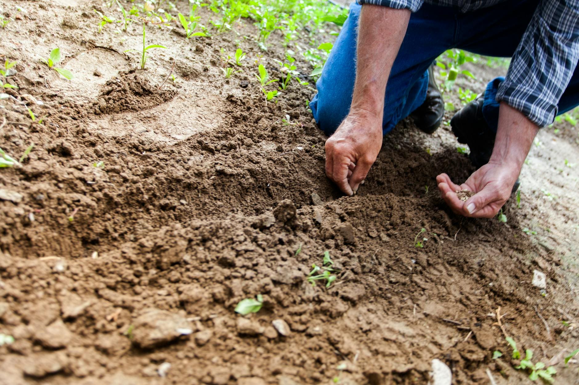 man planting seeds in ground