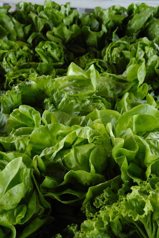 close up image of lettuce fall vegetable to grow in August