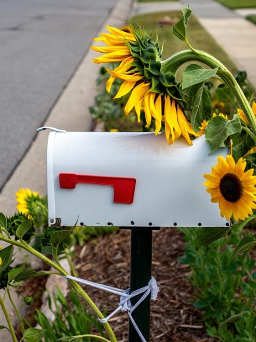 mailbox in the sun with sunflowers