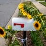 mailbox in the sun with sunflowers