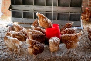 nesting box ideas