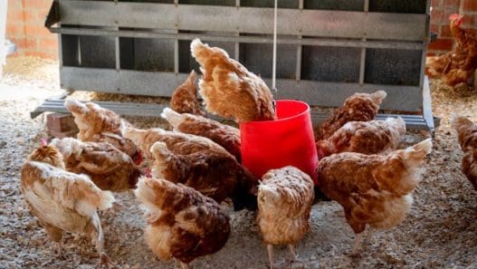 nesting box ideas