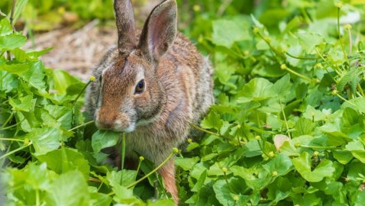 Rabbit Proof Fence Ideas