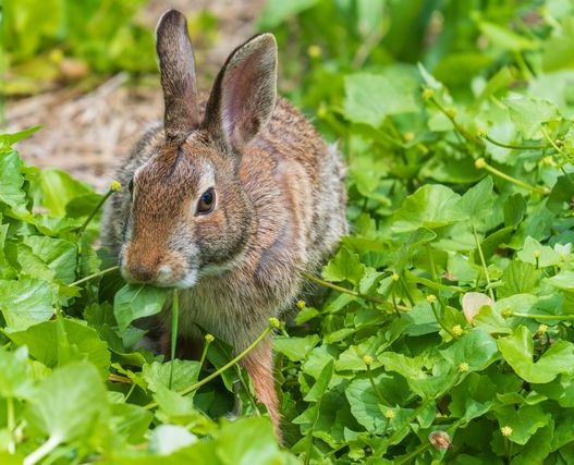 Rabbit Proof Fence Ideas