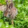 Rabbit Proof Fence Ideas