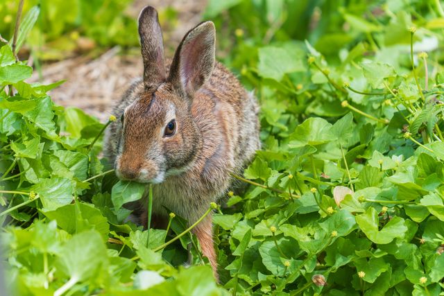 Rabbit Proof Fence Ideas
