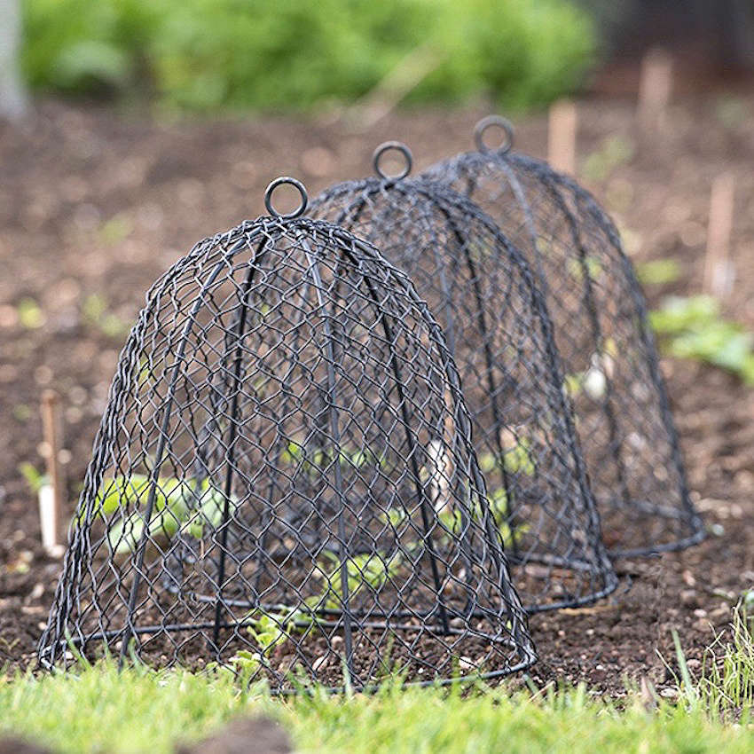 metal cloches rabbit proof fence